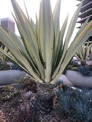 Agave fourcroydes