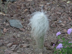 Cephalocereus senilis