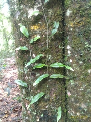 Serpocaulon levigatum