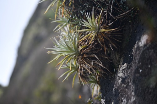 Ochagavia elegans