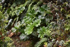 Gunnera bracteata