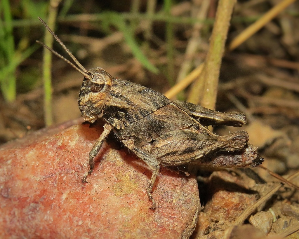 Radacridium nordestinum