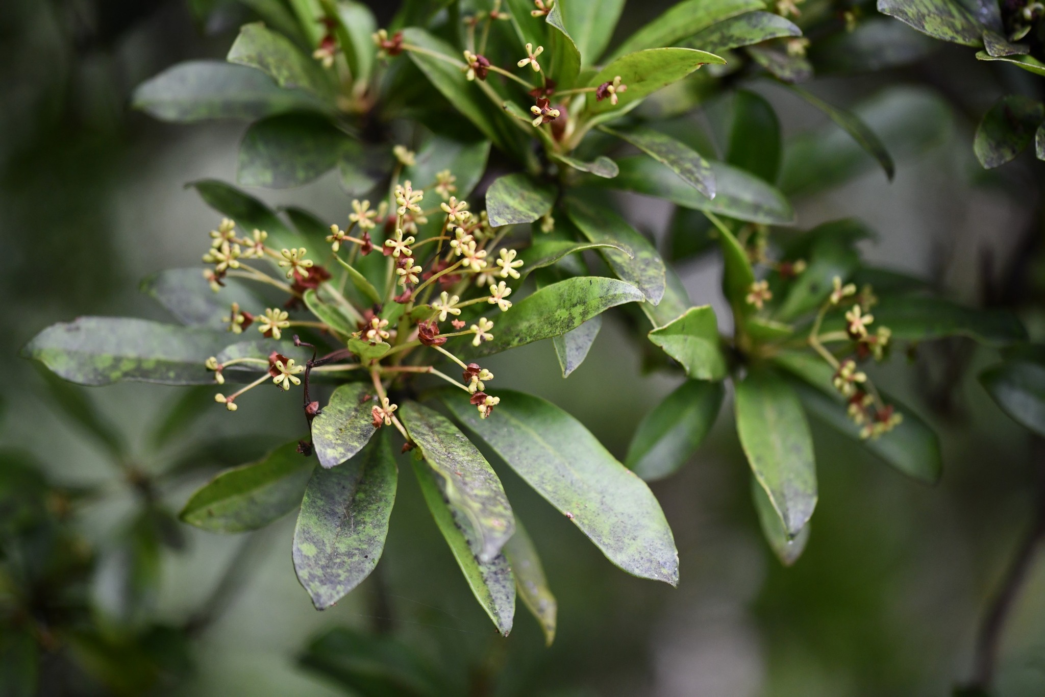 Drimys confertifolia