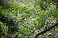 Mayu (Zanthoxylum mayu)