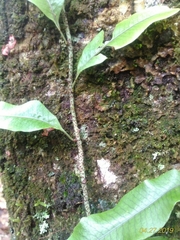 Serpocaulon levigatum