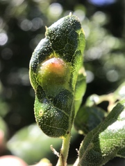 Callirhytis perfoveata