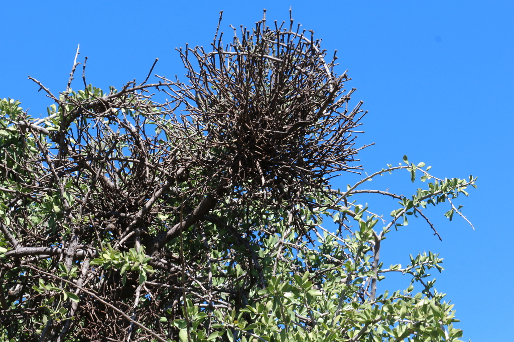 Redberry Mistletoe from Fochville, South Africa on April 20, 2024 at 10 ...