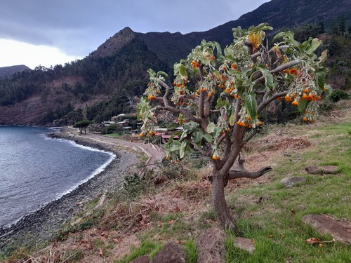 Juan Fernández cabbage tree (Dendroseris litoralis)
