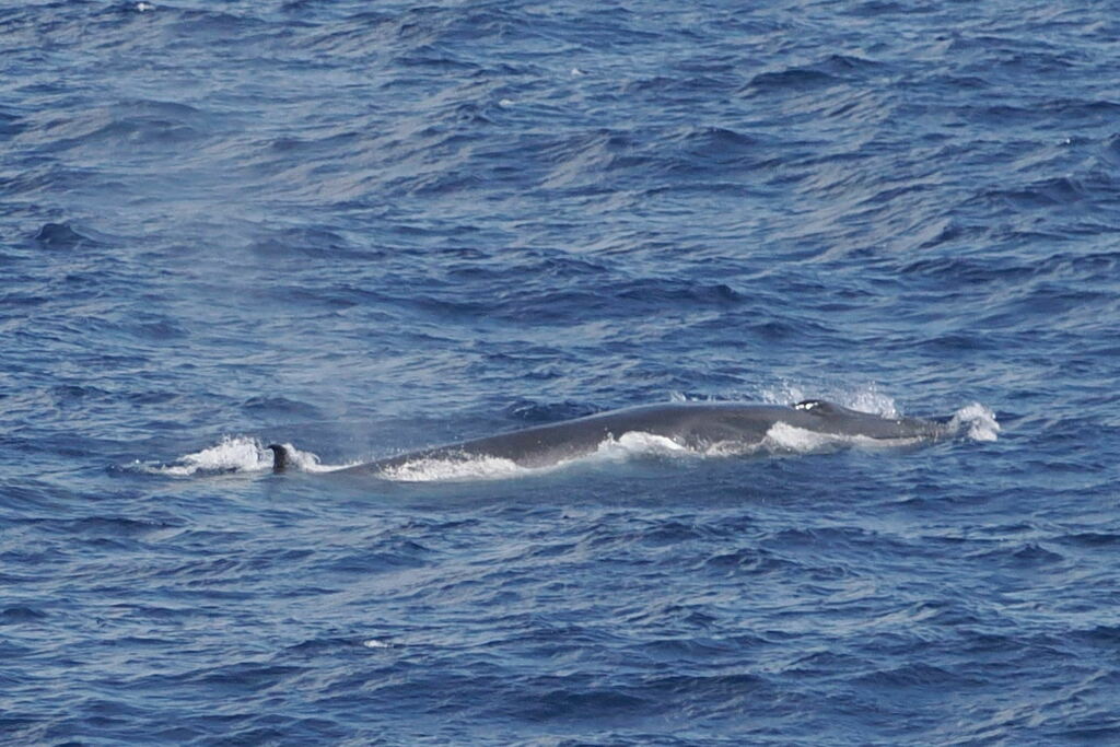 Sei whale surfacing in choppy blue water