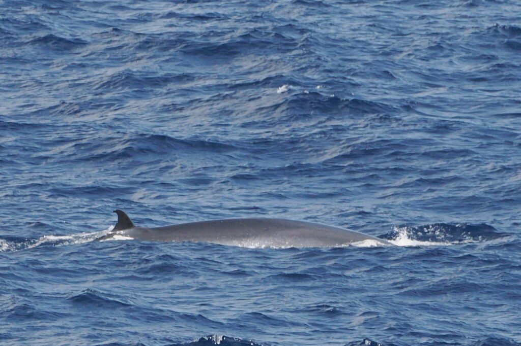 Sei whale back and dorsal fin at the ocean surface