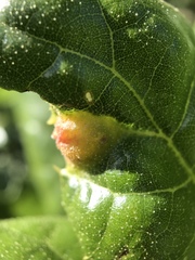 Callirhytis perfoveata