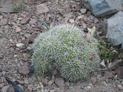 Mammillaria compressa
