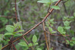 Aurantioporthe corni