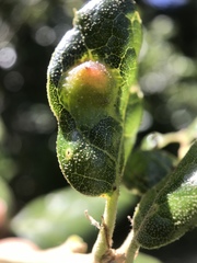 Callirhytis perfoveata