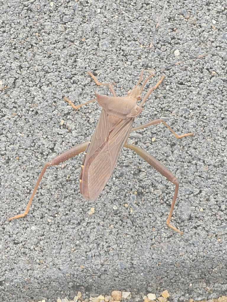 Malvana serrulata