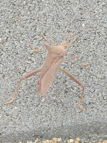 Malvana serrulata