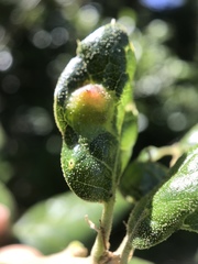 Callirhytis perfoveata