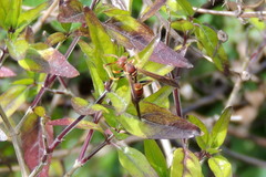 Polistes dorsalis dorsalis
