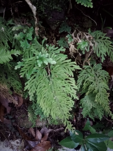 Selaginella biformis observed 2019-04-28