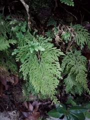 Selaginella stauntoniana