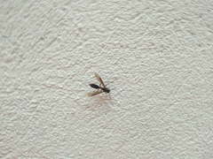 Apoica