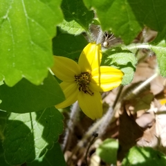 Chrysogonum