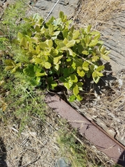 Notholithocarpus densiflorus densiflorus