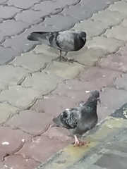 Columba livia domestica