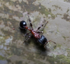 Dilobocondyla