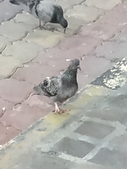 Columba livia domestica