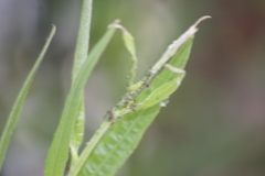 Aphis farinosa