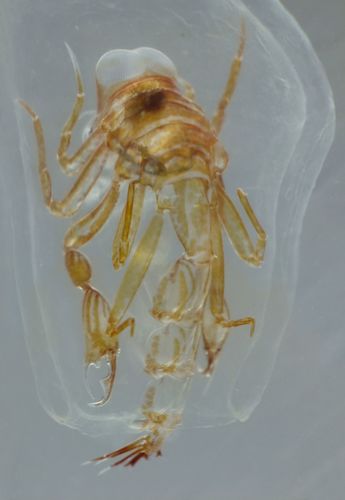 Phronima sedentaria