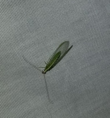 Chrysopodes collaris