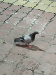 Columba livia domestica