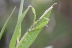 Aphis farinosa