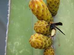 Polistes comanchus navajoe