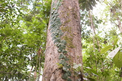 Monstera tuberculata image