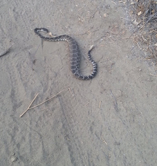 Crotalus oreganus