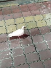 Columba livia domestica