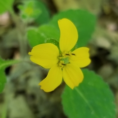 Chrysogonum