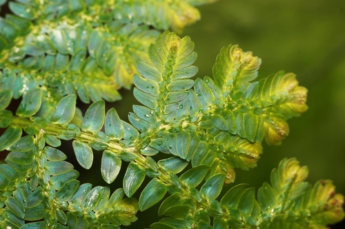 Selaginella willdenowii