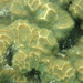 Psammocora profundacella - Photo (c) hokoonwong, algunos derechos reservados (CC BY-NC), subido por hokoonwong