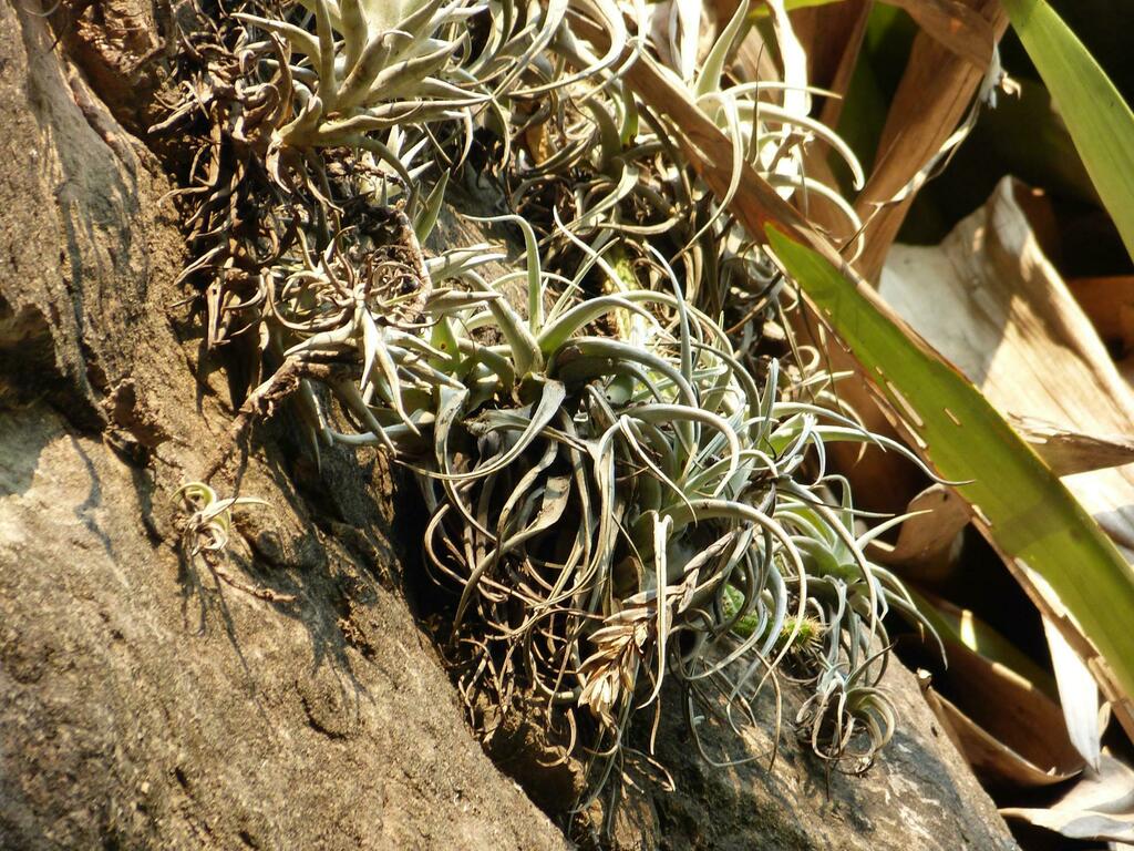 Tillandsia bermejoensis