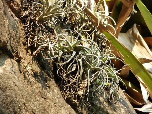 Bermejo air plant (Tillandsia bermejoensis)