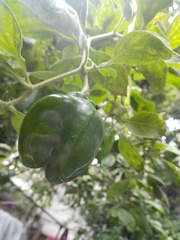 Capsicum chinense