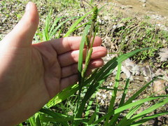 Carex shortiana