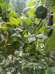 Capsicum chinense
