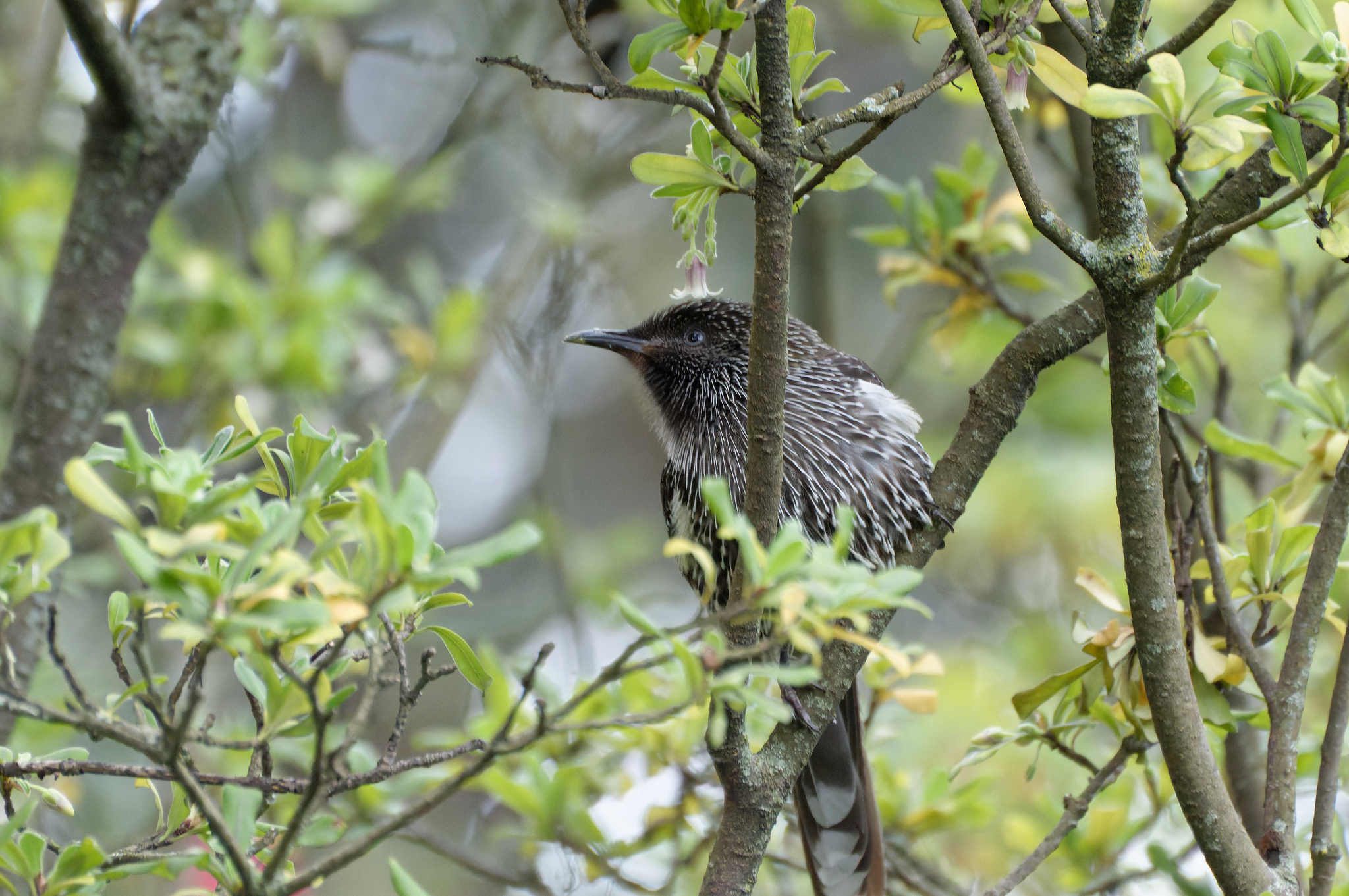 Little Wattlebird illustration