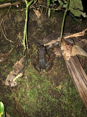 Leptodactylus wagneri