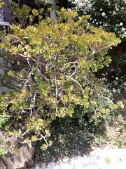 Crassulaceae
